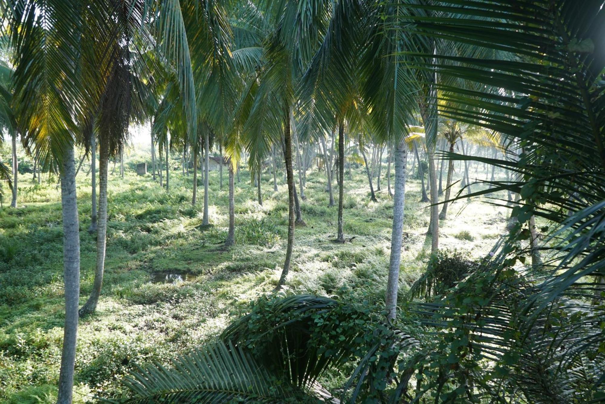 Red Coconut Villa Μπεντότα Εξωτερικό φωτογραφία