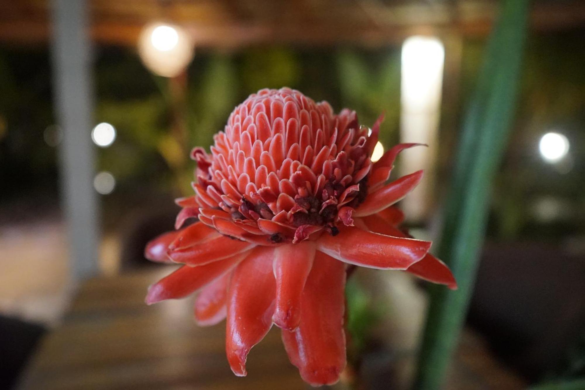 Red Coconut Villa Μπεντότα Εξωτερικό φωτογραφία