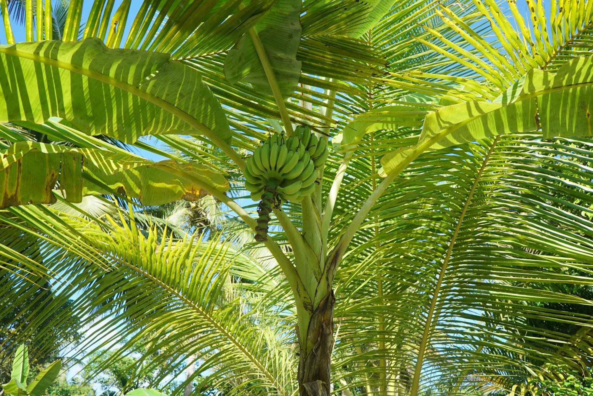 Red Coconut Villa Μπεντότα Εξωτερικό φωτογραφία